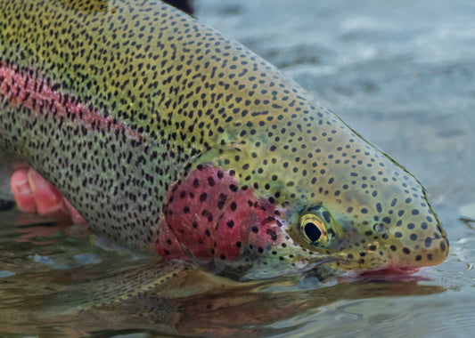 Full Day Guided Trip