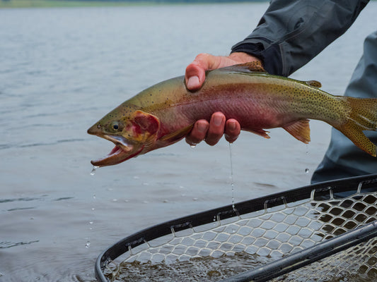 A Westslope cutthroat caught for the Yellowstone Volunteer Fly Fishing Program
