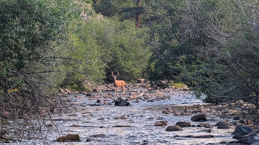 A buck standing in the sun on the Pecos River