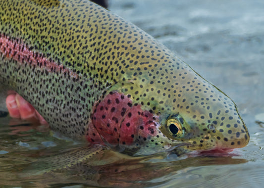 3 Person Full Day Guided Trip